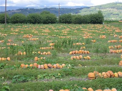 Pumpkins in September